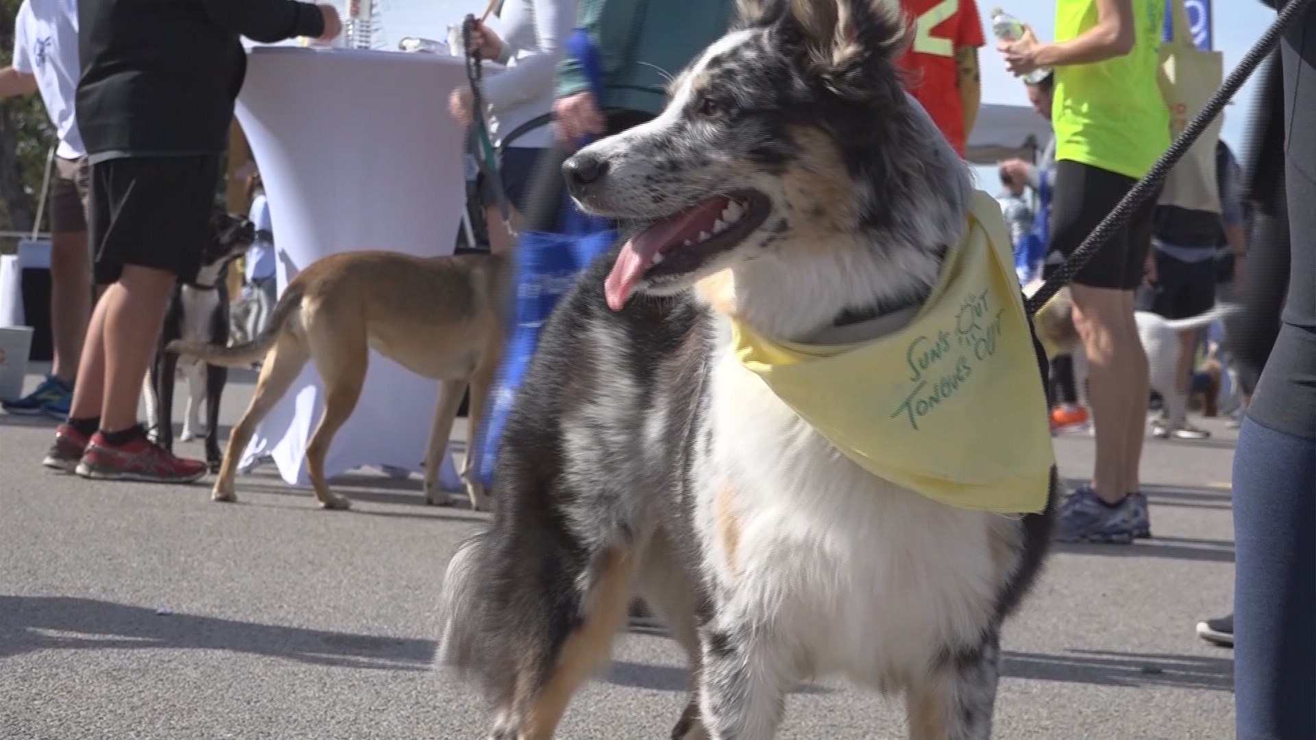 More than 500 dogs run 5K in Austin